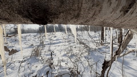 clip-3996318597-transparent-icicles-hanging-fallen-tree-branch-winter