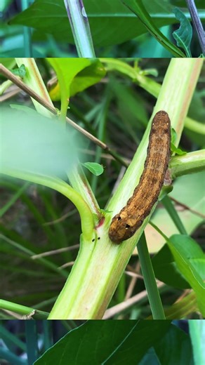 Hidden Wildlife Right Outside My Door