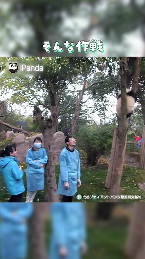 「罠だ！Σ(っ °Д °;)っ」パンダの赤ちゃんを狙った捕獲計画！#パンダと飼育員の物語 #癒し #可愛い #panda #パンダ