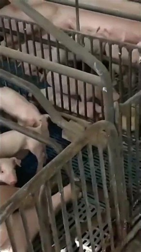 Running the maternity ward without stress! 🐖💚