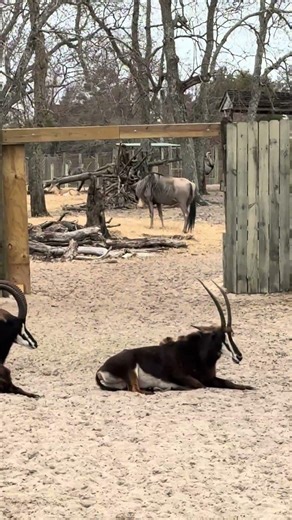 Sable Antelopes & Wildebeest - Gulf Breeze Zoo - Navarre, FL