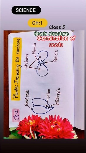 Class 5 Science Chapter 1 | Plants: Increasing the Numbers 🌱 | Seed Structure #seeds diagram#shorts