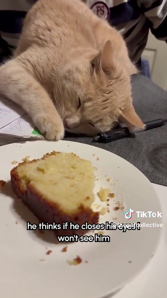 Me when I pretend to sleep so I can steal a lil from everyone’s plate… 😹🍰 (Via - @Daniela Benavente) #Cat #OrangeCat #fypシ゚viral