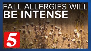 Fall allergy season is upon us, experts say this year will be intense