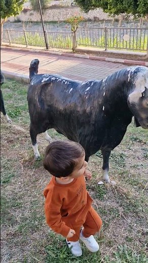 Mehmet Erim'in hayvan sevgisi😀 #anneçocuk #vlog #funny #cute #cutebaby #comedy #keşfet #keşfetteyiz