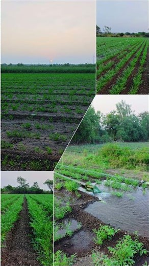 🌾 जैविक खेती और सतत् विकास: धरती को बचाने का नया मंत्र 🌾 #khedut #kishanedit#agriculturalsystem #new