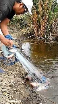This expert fisherman casts his net… and look what he catches! 😱🐟