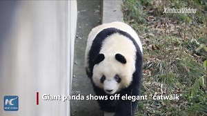 61K views · 1.6K reactions | Giant panda shows off elegant "catwalk" in Xi'an, China. #Pandamania | Xinhua Culture&Travel | Facebook