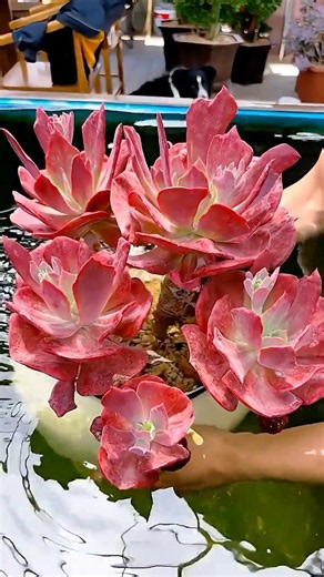 How to Water Succulents the Easy Way! (Perfect for Beginners)