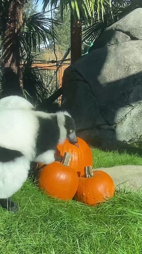Ruffed Lemurs Celebrate Pumpkin Season with Zoboomafoo