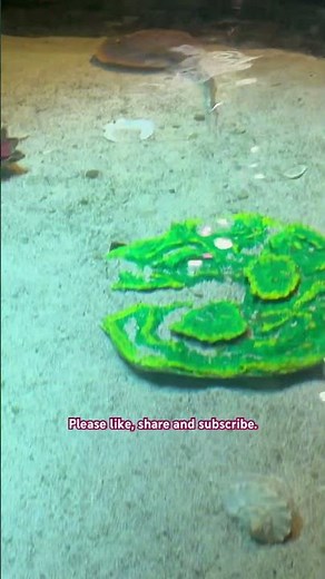 🐠 Inside Aquaria KLCC: Malaysia’s Stunning Underwater Wonderland! 🌊✨#shorts #aquariaklcc