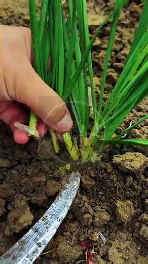 Harvesting Fresh Garlic Chives! 🧅✂️🌾 #farmoratv #nature #asmr