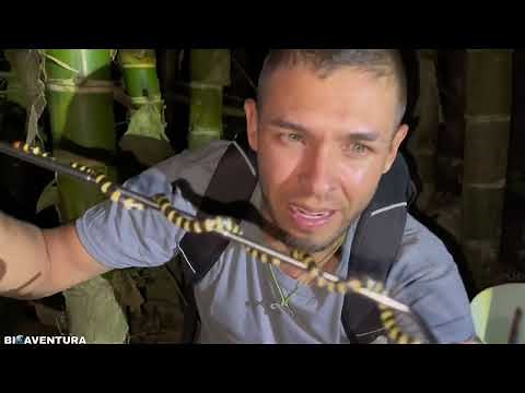 The most poisonous snake in Colombia | 😬🌶️🐍 Chili tail “ micrurus impartitus “