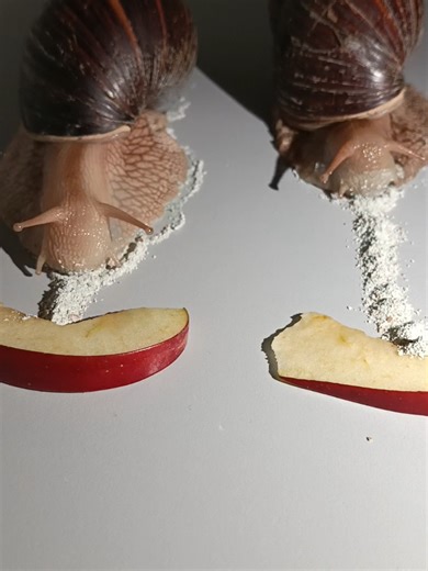 #улиткишоу #snailshow | Snail