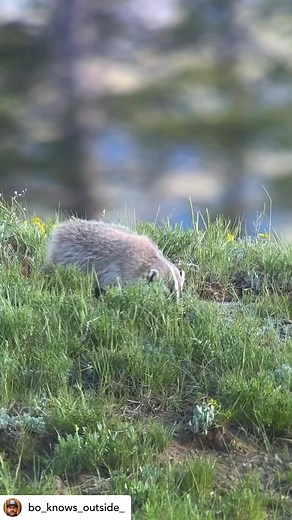 1.1K views · 65 reactions | From ETA Naturalist @bo_knows_outside_:...