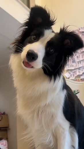 Cute Border Collie ❤️✨️ | Border Collie Lovers