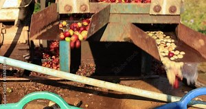 Ripe coffee wash in pulping machine process. 4k video