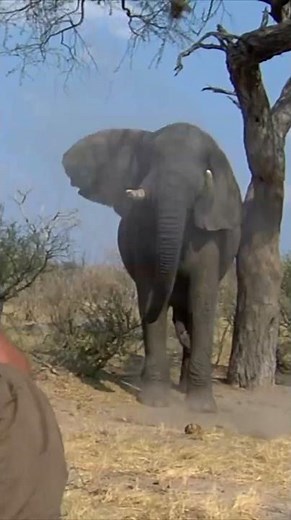 Hunting a Giant Bull Elephant in Botswana