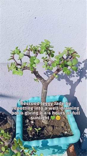 From Droopy to Thriving🌿Elephant Bush Revival #portulacariaafra #jade #plantreview #plantcaretips
