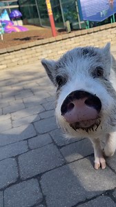 7.5K views · 653 reactions | Juliana pigs hog the spotlight with their adorable snoots!  | Nashville Zoo | Facebook
