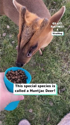 Meet My Alien Deer 👽