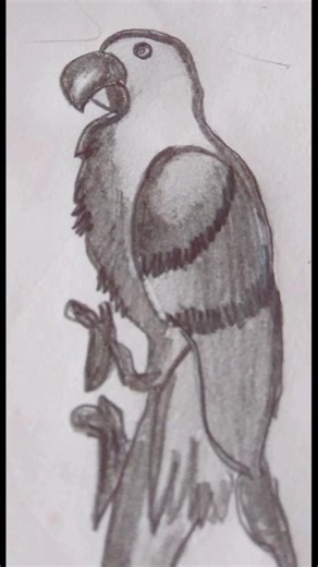 Parrot Easy Drawing 🐦#shorts #parrotdrawingeasy