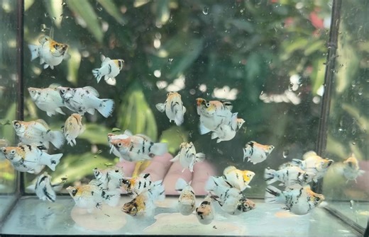 ปลาบอลลูนRH. #mollyfish #ปลานอกนําเข้า #ปลาบอลลูนเรดเฮด #ปลาบอลลูน