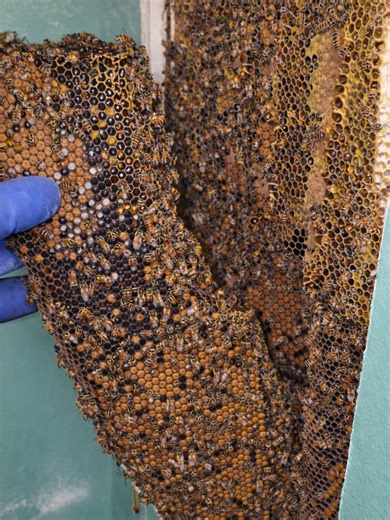 Master Bedroom Wall Surprise: Bee Colony Discovery