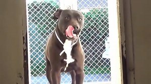 6.3K views · 406 reactions | **A FOSTER would save him! DUE OUT...
