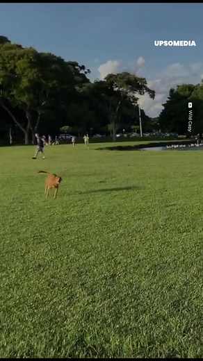 34K views · 566 reactions | A capybara came out of the water to face a too curious puppy | The Kiwi | Facebook