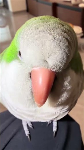 Okay this is broken#Douyin Play Partner Program#Well this is bad now#parrot#Daily records