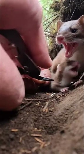 Hands Prying a Zip-Tie in a Tight Forest Den