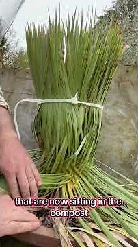 Maintaining spiky plants like palms -safety first #gardenerben