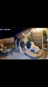 13K views · 46 reactions | Captured by a home CCTV camera — a massive...