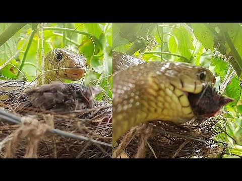 GIGANTIC Snake EATS UP Sleeping Baby Birds || Story of Intense Brutality of Nature | Bulbul nest
