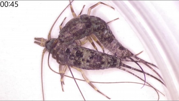 Scientists discover a missing link in the evolution of insect mating