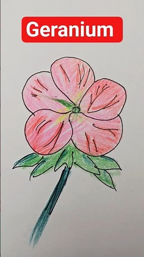 How to draw a geranium flower? (step by step flower drawing tutorial)