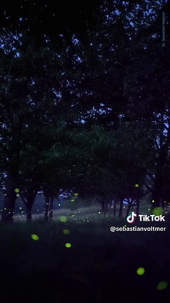 Fireflies on warm summer nights, tiny lights begin to rise from the undergrowth—fireflies dancing in slow, glowing spirals around the Devil’s Table. The insects drift between the trees like floating embers. In the darkness the forest becomes a quiet stage for this natural enchantment. #fireflies #forest #devilstable #saveournightsky #nature #sebastianvoltmer