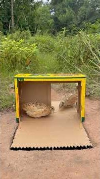 Technique Unique DIY Quick Quail Trap Using Cardboard Box #survival #outdoors#bushcraft