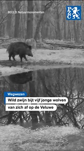 365K views · 816 reactions | Een wild zwijn op de Veluwe laat zich niet zomaar kennen. Terwijl vijf jonge wolven oefenen met hun jacht, jaagt het wilde zwijn ze juist weg. Het hele schouwspel is vastgelegd op een wildcamera. | PZC | Facebook