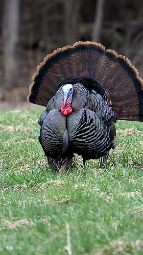 Youth turkey hunting event Nancy's Vison | Jase Outdoors