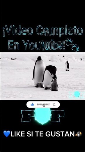 El documental más impresionante sobre pingüinos
