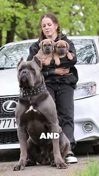 “5 Early Signs Your Cane Corso Puppy Will Grow Into a Strong, Healthy Adult”