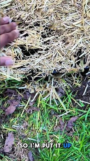 Garden Bed Glow-Up: Compost, Straw & Worm Castings for HUGE Tomatoes!