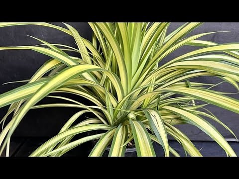propagation Pandanus plants . pandan plants how to grow care. Varigated leaves low maintenance plant