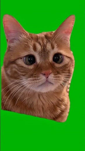 Sad Cat Green Screen | Meme Template for Reactions