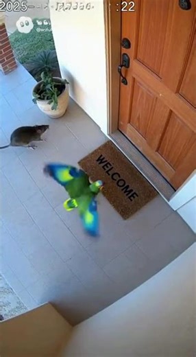 Rat and parrot fight