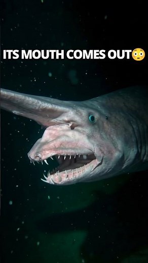 This Shark’s Mouth Comes OUT of Its Head 😳 | Goblin Shark