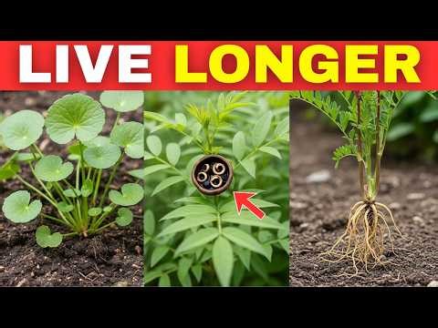 10 Energy-Rich Plants Used by Centenarians (Grow Your Own Medicine)