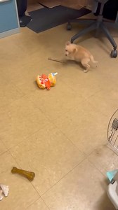 Zoe's House Rescue on Reels